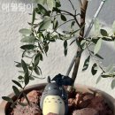 애월담아 이미지