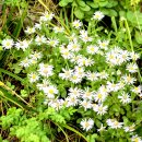 봄이 오는 길(시비 이미지