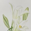 기초 보태니컬아트 이미지