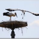 황새둥지 이미지