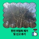 중일회관 | 한전 위험목 제거 및 신고 후기
