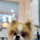 뽀송 애견미용 이미지