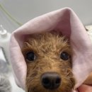 단비애견 미용실 이미지