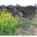 조수돗곳물 이미지