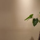 양지카크리닉 이미지