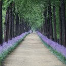 우로지 자연숲 황토길 이미지