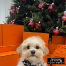 글로리퍼피 이미지