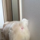 이쁘개귀엽개 이미지