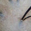 천연머리염색 세이프존 이미지