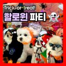 쉐이크테일 강아지 애견 유치원 호텔 미용 이미지