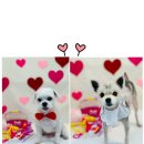 멍탕멍컷 이미지