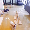 멍꿀개꿀 이미지