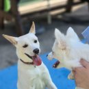 반려마루 화성 이미지