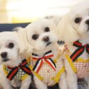 라미펫살롱 이미지