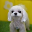 소금소금 펫살롱 이미지