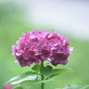 천목법인 | 《밤나무 검사의 글 자취》 후기