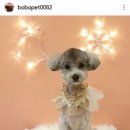 보보펫 이미지
