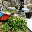 울릉도 알프스 이미지