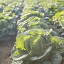 강남농약 이미지