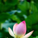 맑은 연꽃의 빼어나고 고운 향기와 함께하는 새벽산책길....2018.7.10 아산 신정호에서.... 이미지