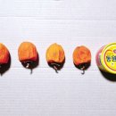 윤씨네농장 이미지