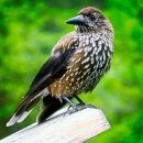 【잣까마귀 Nucifraga caryocatactes】 「잣을 즐겨 먹고, 깃 털에 잣 모양의 무늬가 있기 때문에 붙인 이름」 이미지