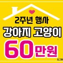 김해강아지분양고양이분양도그하우스 - 김해시 구지로 144 | 김해강아지분양고양이분양도그하우스