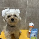 레이트 버블톡톡메이커&버블톡톡샴푸 후기🫧