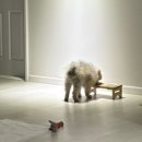 SM펫살롱 이미지