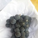 통통과일 - 음성군 오태로 126 | 통통과일