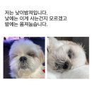 몽구네 애견유치원 | 백천동 애견미용 • 유치원 • 호텔 강아지보호구역에 갔다온 몽구의 후기