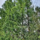 방배로31길 8 이미지