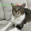 그루밍 하니 이미지