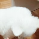 (주)펫퍼스바이오캠 | [영양제] 펫퍼스바이오캠 피어 아이브라이트