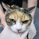 고양이랑놀자 이미지