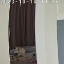 행복하댕 이미지