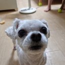 그루미송 이미지