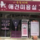 순도리네애견 이미지