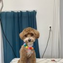 비비드봉 이미지