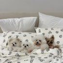 두스테이 | 수영장이 있는 양평 애견독채펜션 &#39;스테이라라온&#39; A동 두 번째 방문후기