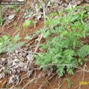 인진쑥농장 이미지