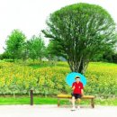 순천만국가정원 이미지