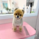 해피펫살롱 이미지