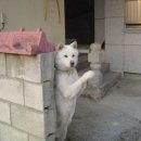 진짜 Daum카페