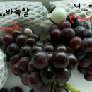 정일농장 이미지