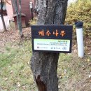 계수나무토끼한마리 이미지