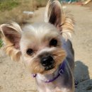 빅맨애견미용 이미지