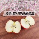 경북 영주 하늘이내린별사과 가을스타 12개입