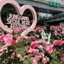 11260-2-2-5 | 서울 중랑장미축제 후기 중랑장미공원 서울가볼만한곳