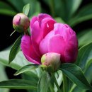 서경약품 이미지